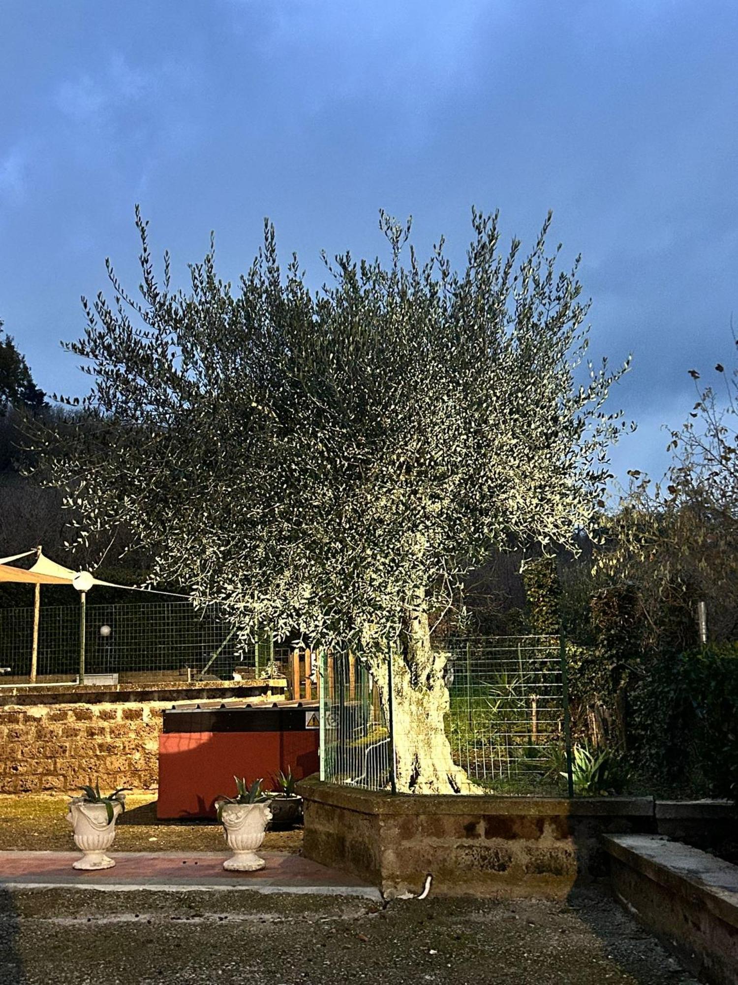 Country House Dolce Nocciola Vignanello Dış mekan fotoğraf